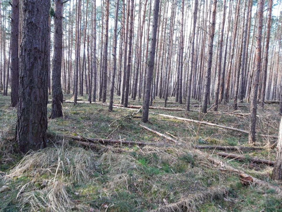 Wald waldgrundstück Torgau in Torgau