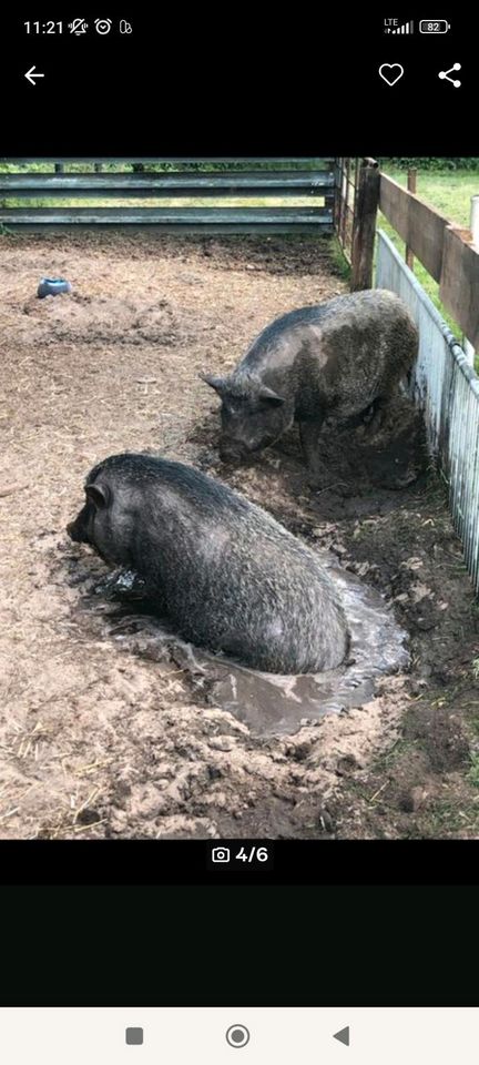 Minischwein, Sau,Schwein in Heek