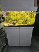 Aquarium Rio 125 l mit Pflanzen, Stämmen und Kies mit Granulat Bayern - Stammham b. Ingolstadt Vorschau