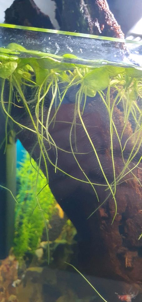 Aquariumpflanze Froschbiss in Neu Wulmstorf