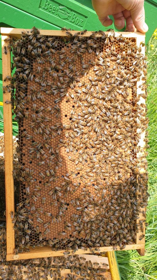 Bienen Ableger mit jungen F1 Buckfastkönigin in Drensteinfurt