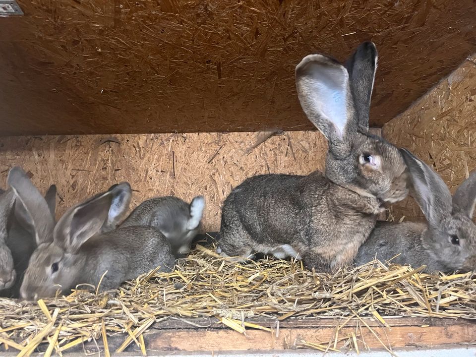 Deutsche Riesen grau&weiß in Südbrookmerland