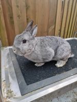 Zwergkaninchen Zwerg Kaninchen  Hase Chinchilla geimpft RHD 1+2 Niedersachsen - Meppen Vorschau