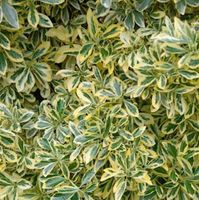 Gelbbunter Japanischer Spindelstrauch 60-80cm  Euonymus japonicus Niedersachsen - Bad Zwischenahn Vorschau