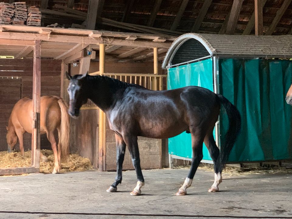 Reit- Pflegebeteiligung (Pferd sucht Mensch) in Laudenbach