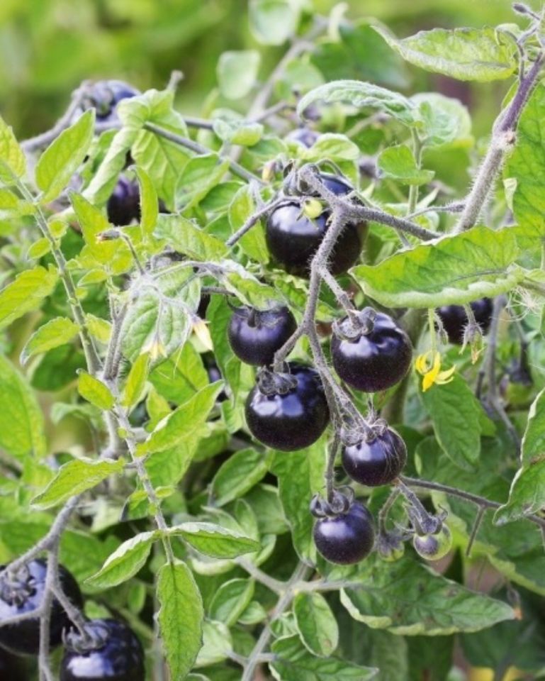 Bio Gemüse Tomaten seltene Sorten Snackpaprika Pflanzen in Schadeleben