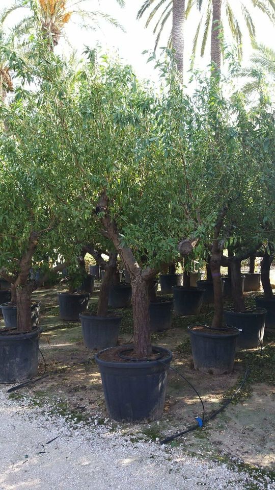 Mandelbaum marcona (Prunus dulcis) Stammumfang ab 8/12 bis 50/60 in Recklinghausen