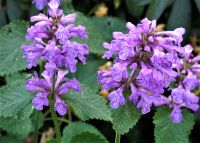 Großblütiger Ziest - Stachys grandiflora Leipzig - Gohlis-Nord Vorschau