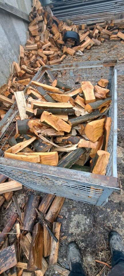 ❗️❗️Brennholz Feuerholz Kaminholz Kiefer Buche ❗️❗️ in Dresden