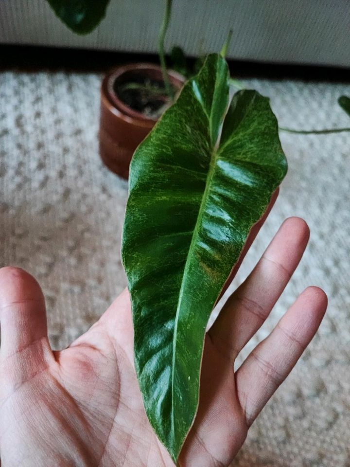 Philodendron Paraiso verde Zimmerpflanze in Herne