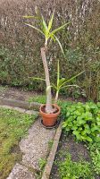 Yucca Yuccapalme Palme Lübeck - St. Lorenz Süd Vorschau