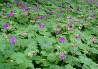 100 x Geranium macrorrhizum Storchschnabel  SUPER BODENDECKER Nordrhein-Westfalen - Bad Driburg Vorschau