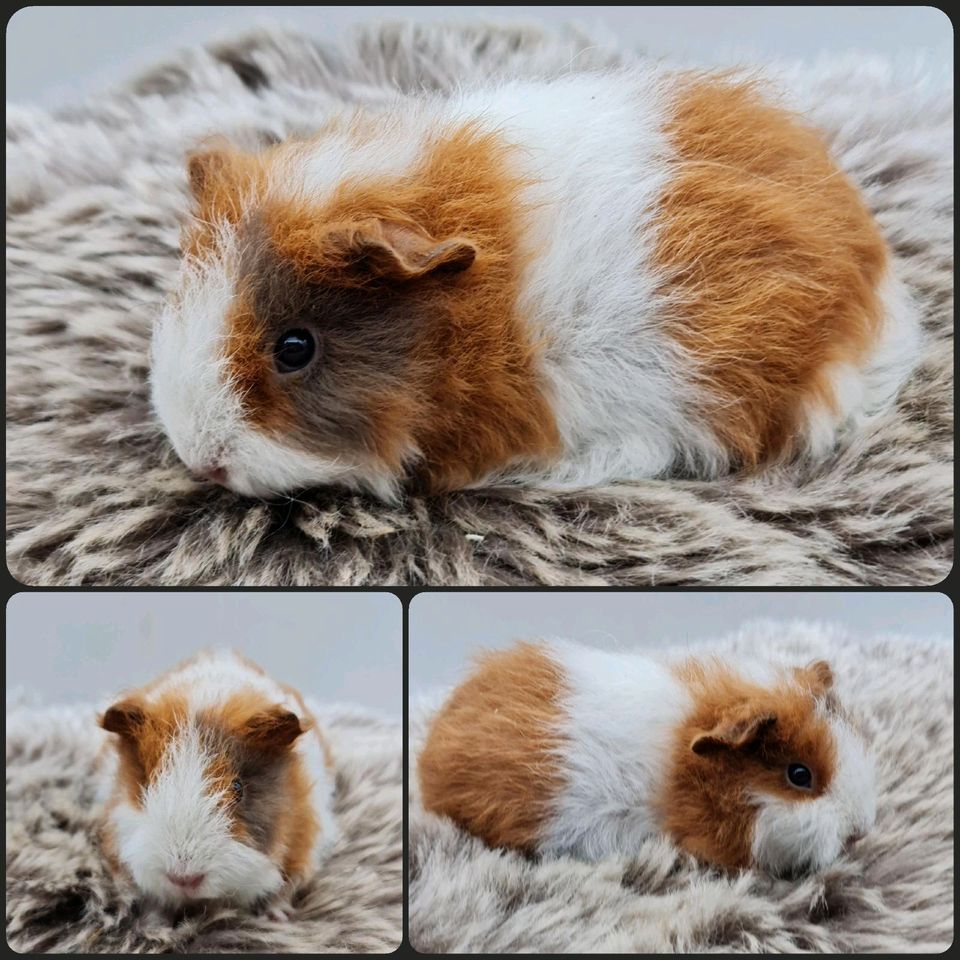 ❤️ hübsches crested Meerschweinchen Böckchen schwarz creme weiß❤️ in Bremen