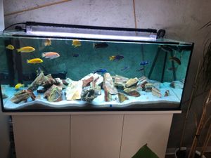 Aquarium in Stadtallendorf   Kleinanzeigen ist jetzt Kleinanzeigen