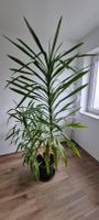 Zimmerpflanze Palme 2 Meter Hessen - Mörfelden-Walldorf Vorschau