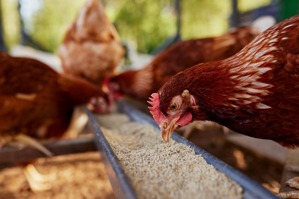 Für Landwirte: Hühner, Legehennen, Lohmann Hennen, in Laupheim