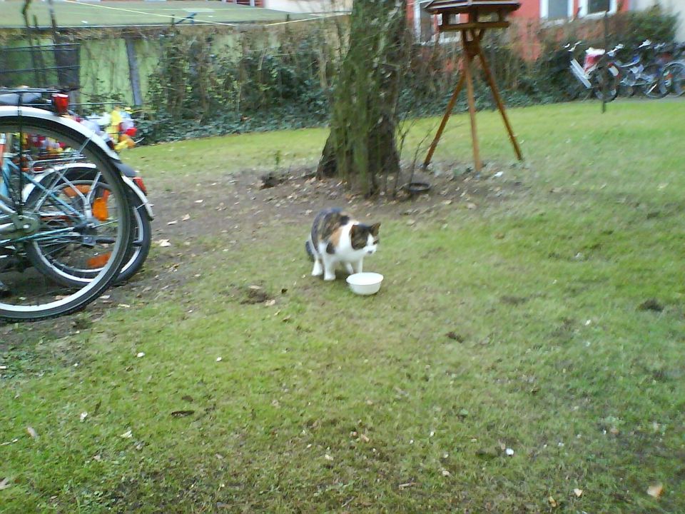 Wo ist diese Katze ? in Hannover