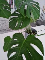 Monstera Fensterblatt groß Nordrhein-Westfalen - Steinheim Vorschau