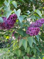 Flieder lila Abkömmlinge Baum Hecke Sommer Bienen Bauern Garten Sachsen - Freital Vorschau