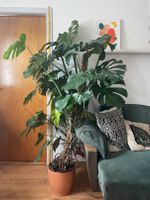 Monstera Deliciosa Fensterblatt | 1,80m Baden-Württemberg - Vöhrenbach Vorschau