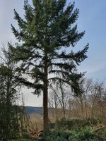 Baumfällungen/ Sturmschäden Beseitigung Saarland - Bexbach Vorschau
