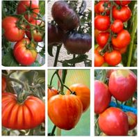 Tomatenpflanzen/verschiedene Sorten Sachsen-Anhalt - Havelberg Vorschau