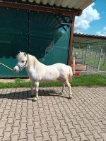 Pony 13 jährige Stute Nordrhein-Westfalen - Bad Oeynhausen Vorschau