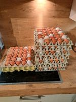 Eier von freilaufenden Hühnern Niedersachsen - Cloppenburg Vorschau