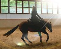 Reitbeteiligung Western (Pferd sucht Reiter) Bayern - Schönberg Vorschau