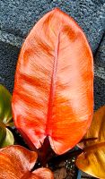 Ausgefallener Philodendron Prince of Orange very Red - M43 Hessen - Obertshausen Vorschau