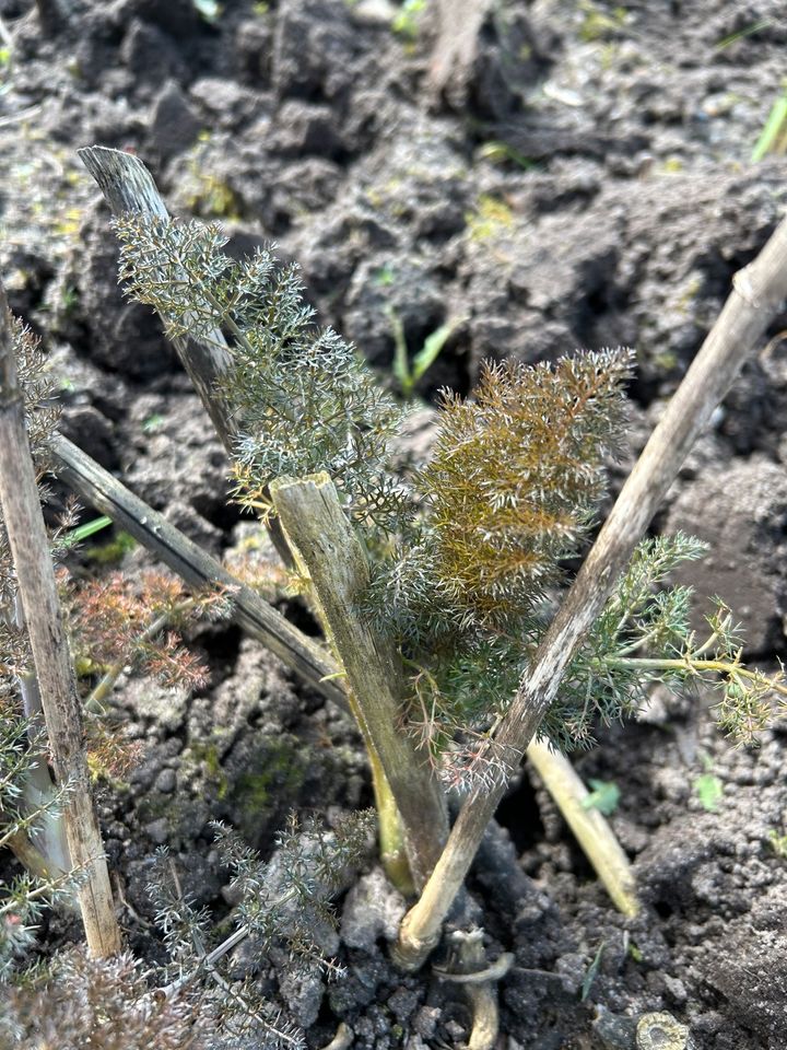 Staude Bronzefenchel in Hammoor