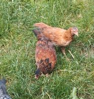 drei Junge Hennen abzugeben, Hühner Bayern - Oberickelsheim Vorschau