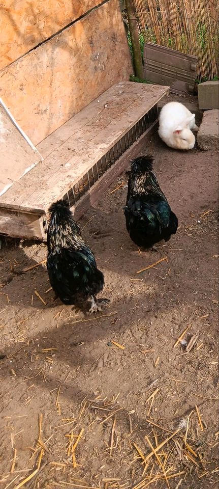 Huhn Hähne zwerk Hühner in Tangerhütte