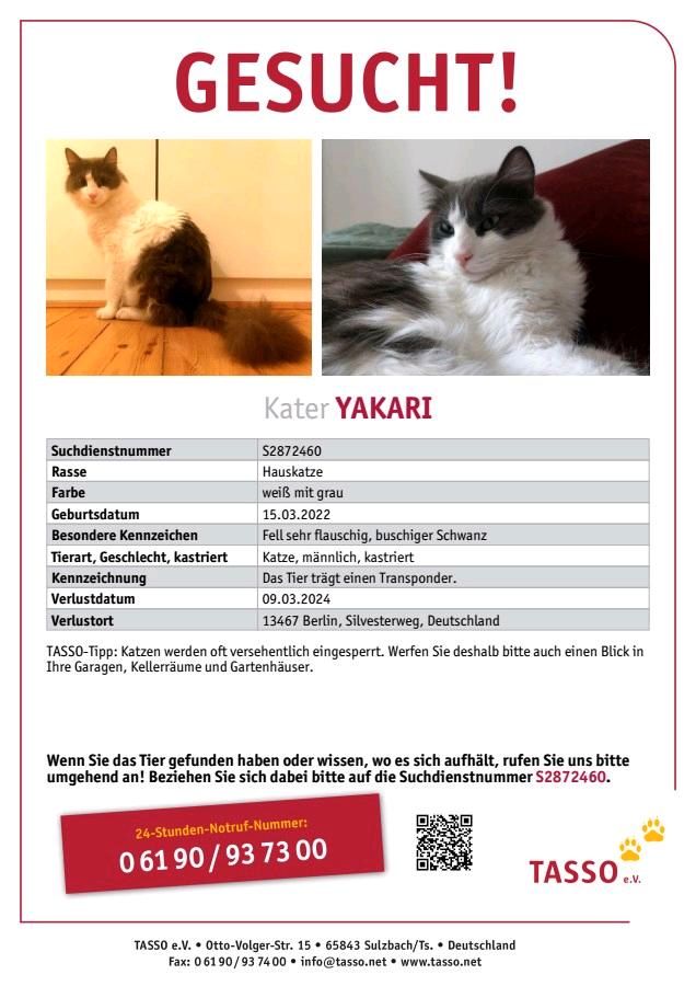 Katze Kater Yakari gesucht vermisst Berlin weiß grau in Berlin