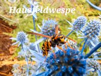 Mannstreu Sämlinge Trockenheitstolerant Bienenfreundlich Schleswig-Holstein - Preetz Vorschau