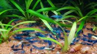 Blaue Garnele, Neocaridina blue dream/velvet ab 1,80€ Schleswig-Holstein - Hammoor Vorschau