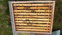 Bienenvolk auf Zander München - Pasing-Obermenzing Vorschau