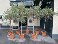 Italienischer Olivenbaum - 200cm Nordrhein-Westfalen - Bergheim Vorschau