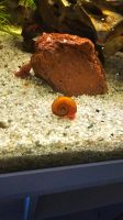Rot Orange Posthornschnecken / Aquarium Nordfriesland - Schwesing Vorschau