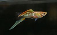 Guppy Wiener Smaragd blonde Untenschwert Schleswig-Holstein - Nordermeldorf Vorschau