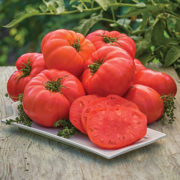 Tomaten Samen, Samenfest neue Sorten in Viersen