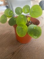 Pilea glückstaler Zimmerpflanze Ufo Pflanze Bayern - Stockstadt a. Main Vorschau