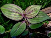 Jungpflanze Tradescantia Purple Plush Hängepflanze Zimmerpflanze Nürnberg (Mittelfr) - Südstadt Vorschau