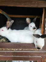 California Junge Kaninchen Nordrhein-Westfalen - Lindlar Vorschau