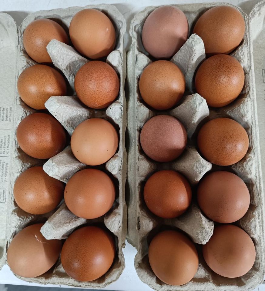 Eier Hühnereier Freilandhaltung täglich frisch in Etgersleben
