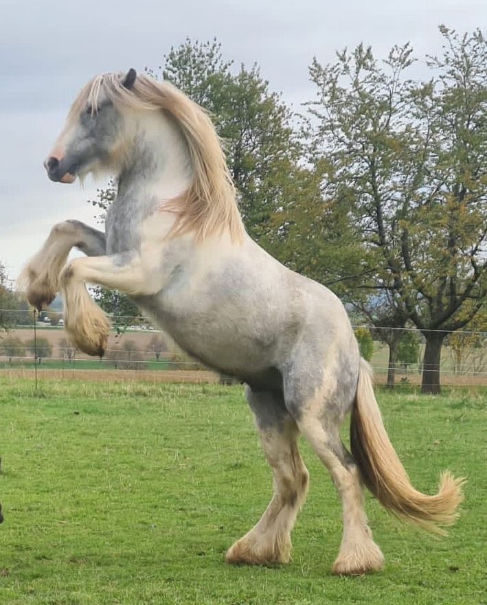 Tinker, Irish Cob, Hengstfohlen in Eisingen