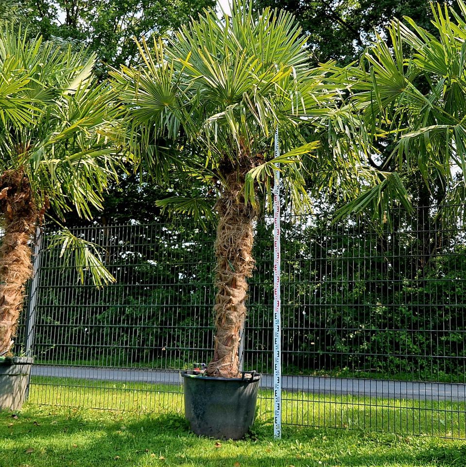 Hanfpalme Winterharte Trachycarpus Fortunei 175/200 in Delbrück