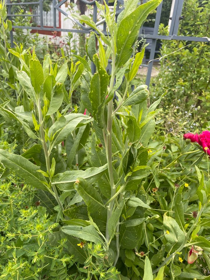 Viele Pflanzen aus dem Garten ❣️Minze, Goldrute,Pfefferkraut in Wismar