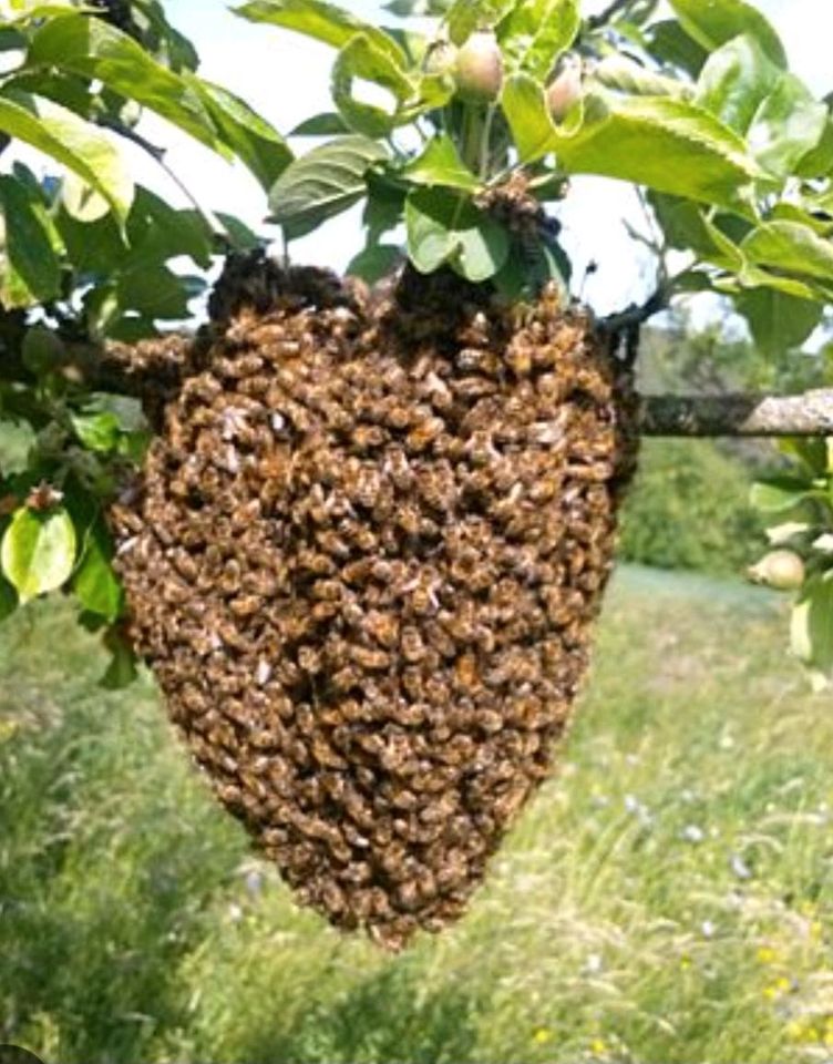 Imker fängt kostenlos ihren Bienenschwarm in Schwalmtal