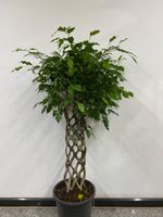 Ficus benj. Kugel-Stammgeflochten 140cm Nordrhein-Westfalen - Simmerath Vorschau